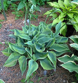 Hosta 'Timothy' Courtesy of the Hosta Library