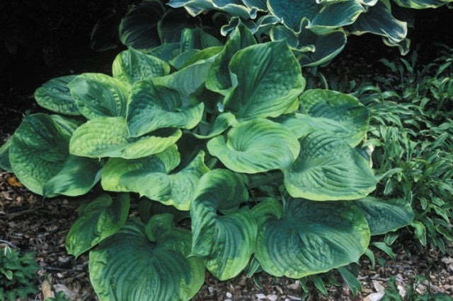 'Titanic' Hosta Courtesy of Shady Oaks Nursery