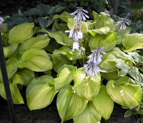 'Tobacco Road' Hosta Courtesy of Olga Petryszyn