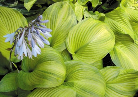 'Tobacco Road' Hosta Courtesy of Olga Petryszyn