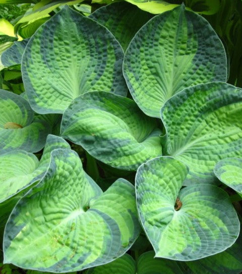 'Tokudama Aureonebulosa' Hosta 