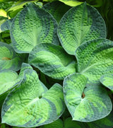 'Tokudama Aureonebulosa' Hosta 