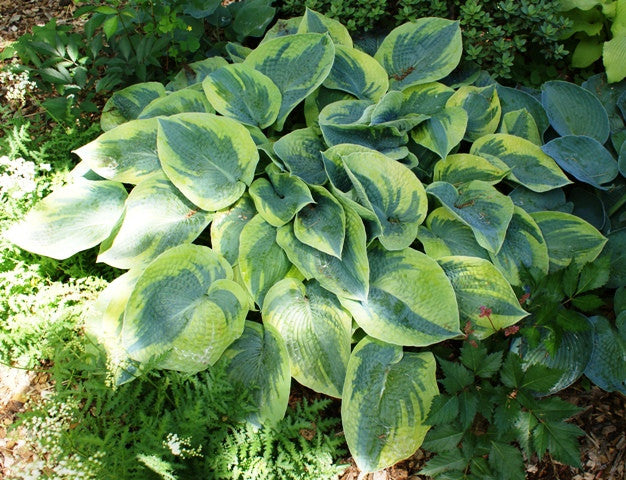 'Tokudama Flavocircinalis' Hosta From NH Hostas