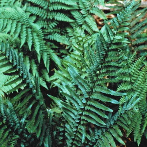 Tokyo Wood Fern Courtesy of Casa Flora