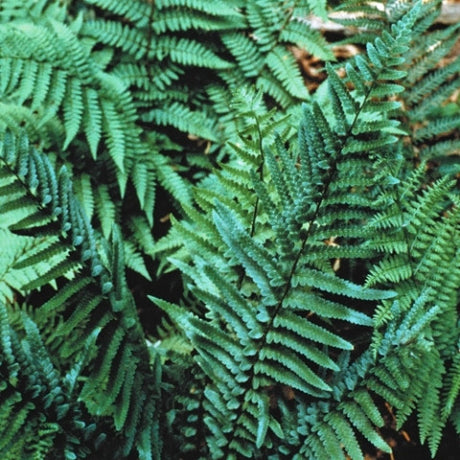 Tokyo Wood Fern Courtesy of Casa Flora