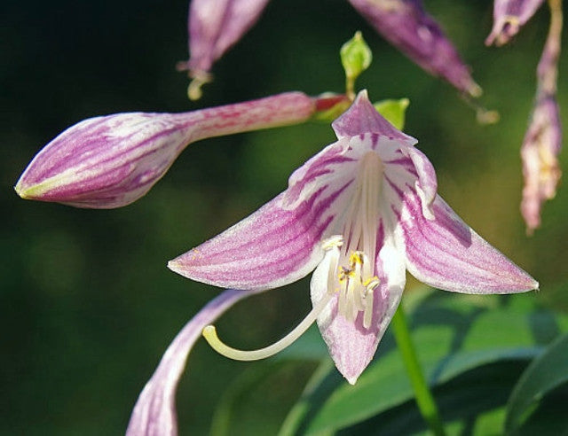 Hosta 'Tom Thumb' Courtesy of the Hosta Library