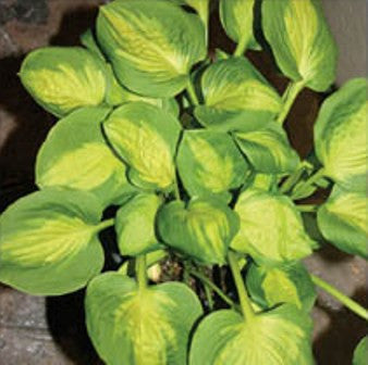 'Tomahawk' Hosta Courtesy of Q&Z Nursery