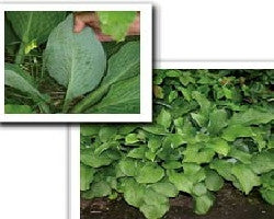 'Tonoko Tachi' Hosta Courtesy of Q&Z Nursery
