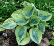 'Tootie Mae' Hosta Courtesy of Gail Russo and The Hosta Library