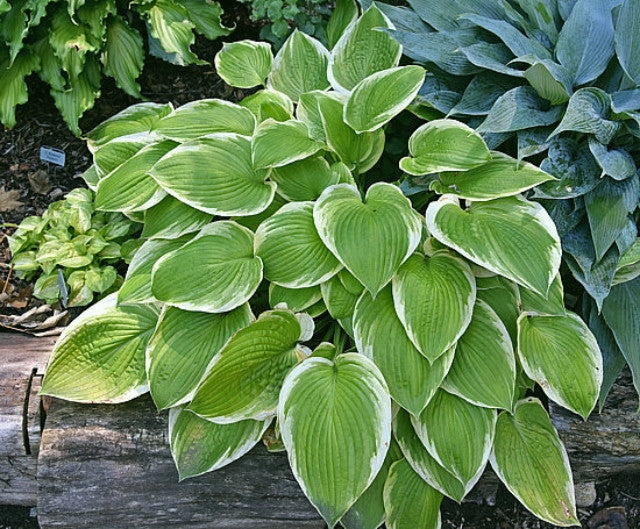 tobacco road hosta Hostas-Store Full Shade to Partial Sun Hardiness Zone Tropicana Hosta - 4.5 Inch