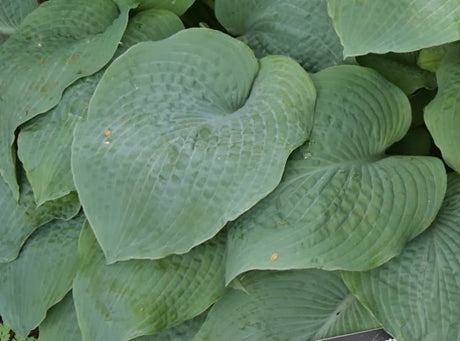 'True Blue' Hosta