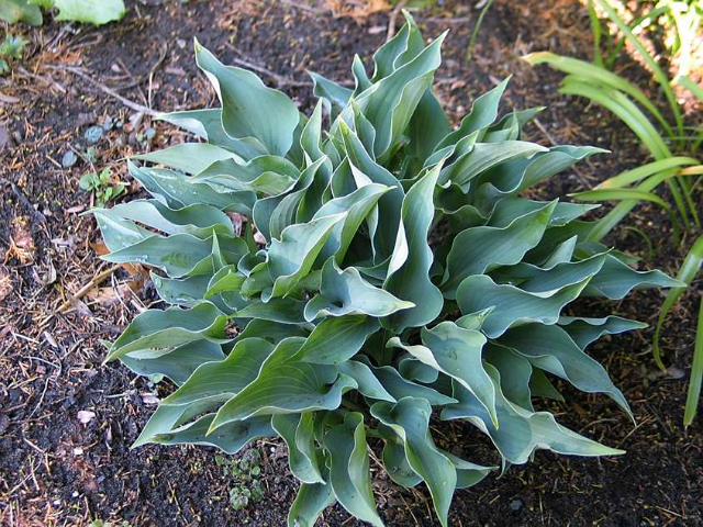 'Twinkle Little Star' Hosta Courtesy of Don Dean and Green Hill Farm