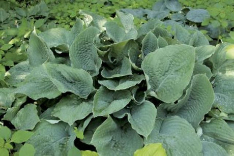 'Ulysses S Grant' Hosta