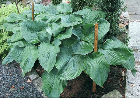 'Ulysses S Grant' Hosta Courtesy of Carol Brashear