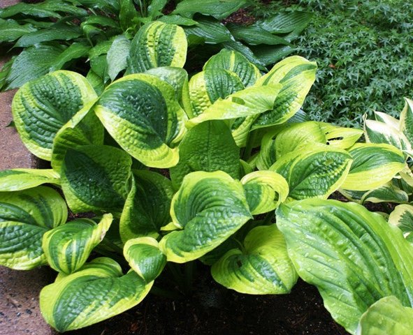 'Unforgettable' Hosta From NH Hostas
