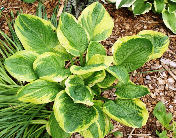'Unforgettable' Hosta From NH Hostas