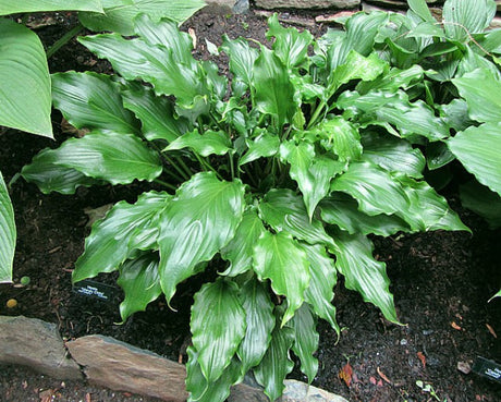 Hosta 'Unruly Child' Courtesy of Carol Brashear