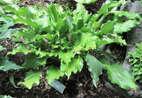 Hosta 'Unruly Child' Courtesy of Carol Brashear
