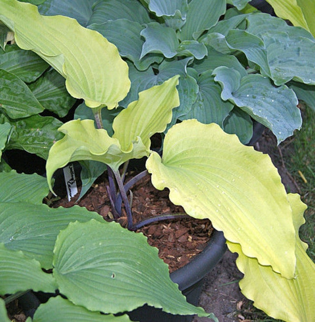 Hosta 'Valley's Lemon Limbo' Courtesy of Christina Brinkmann and the Hosta Library