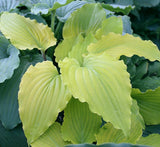 Hosta 'Valley's Lemon Limbo' Courtesy of Jeroen Linneman and the Hosta Library