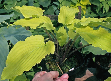 Hosta 'Valley's Love Birds' Courtesy of Jeroen Linneman and the Hosta Library