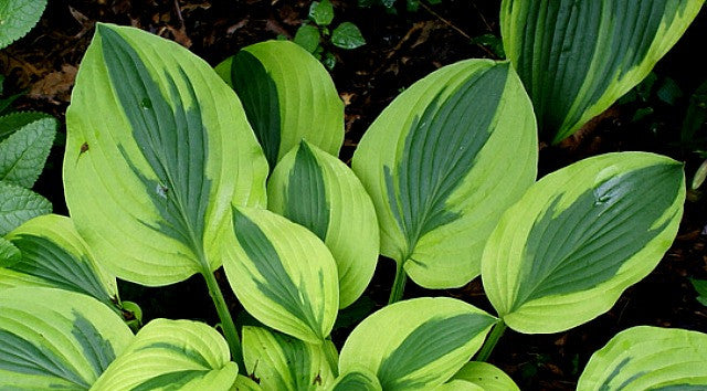 'Velvet Moon' Hosta