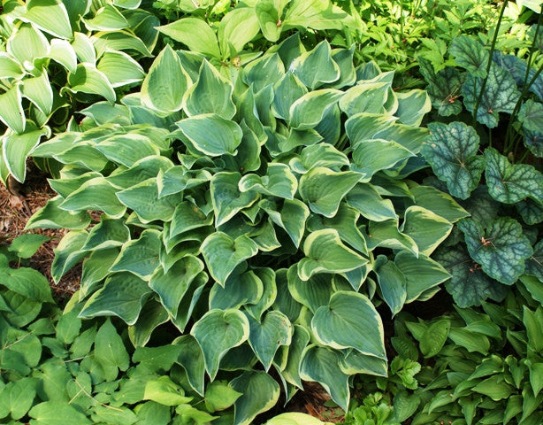 'Veronica Lake' Hosta From NH Hostas