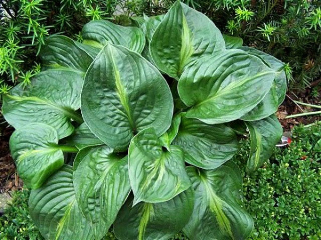 'Victor' Hosta Courtesy of Danny Van Eechaute
