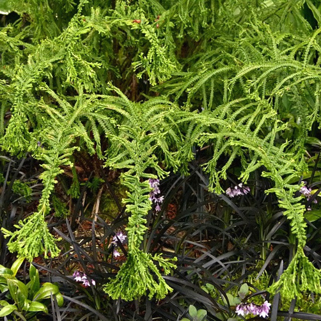 Athyrium filix-femina 'Victoriae' - Shade Perennial Hardy Fern