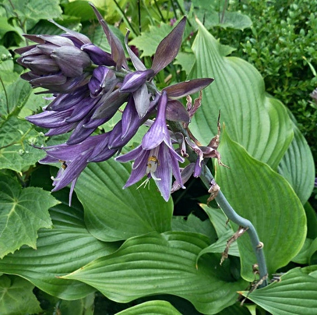 Hosta 'Violetta' Courtesy of June Colley and the Hosta Library