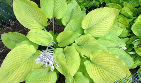 Hosta 'Waiting in Vein' Courtesy of Doug Beilstein