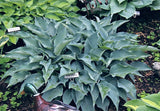 Hosta 'War Party' Courtesy of Harold McDonell and the Hosta Library