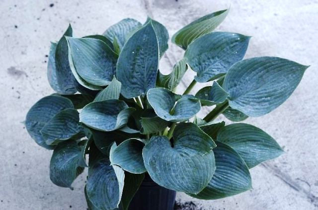 'Waukon Water' Hosta Courtesy of Bob Axmear