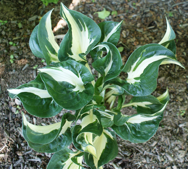 'Whirlwind Flame' Hosta From New Hampshire Hostas