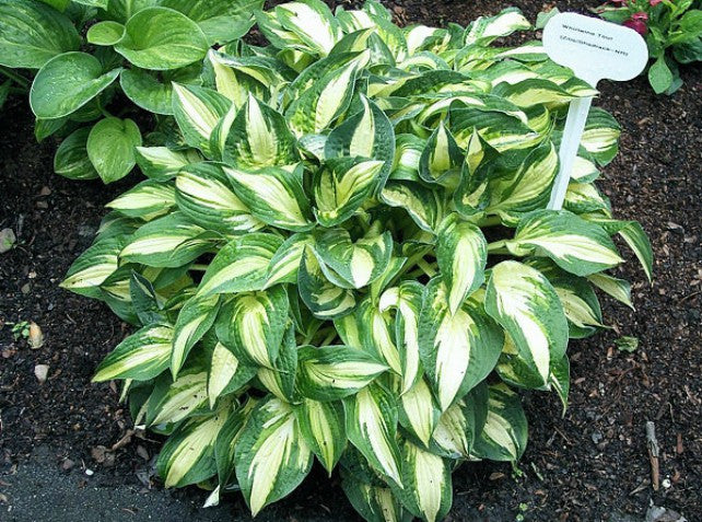 'Whirlwind Tour' Hosta Courtesy of Carol Brashear