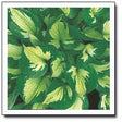 'Whirlwind Tour' Hosta Courtesy of Q&Z Nursery