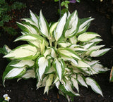 'White Christmas' Hosta From NH Hostas