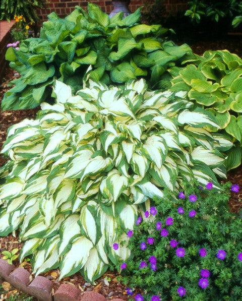 'White Elephant' Hosta Courtesy of Green Hill Farm