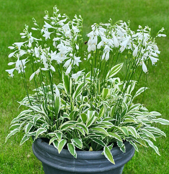 White Dove Hosta 4.5 Inch Container NEW For 2023