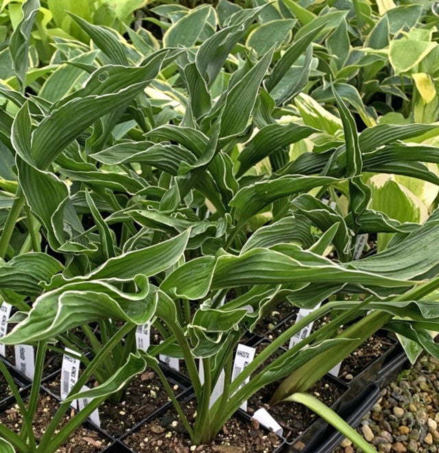 hosta praying hands plant Wings of a Prayer Hosta – NH Hostas