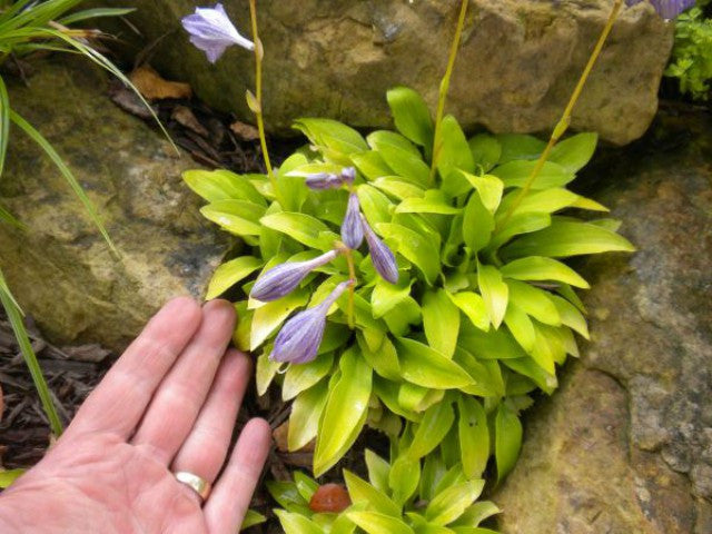 'Wonderful' Hosta Courtesy of Randy Goodwin