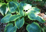 'Woolly Mammoth' Hosta From NH Hostas