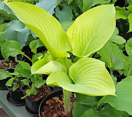 Hosta 'Wundergold' Courtesy of the Hosta Library