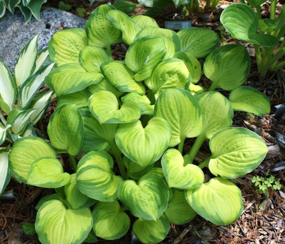 'Wylde Green Cream' Hosta From NH Hostas