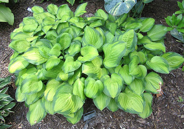 'Wylde Green Cream' Hosta Courtesy of Carol Brashear