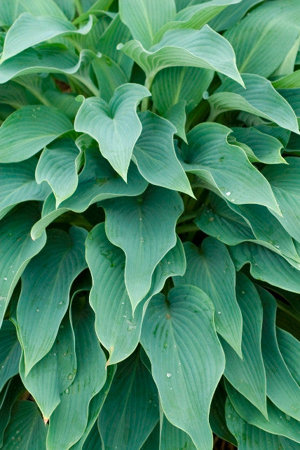 'Yankee Blue' Hosta Courtesy of Walters Gardens