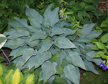 'Yankee Blue' Hosta From NH Hostas