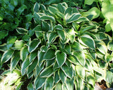 'Yellow Splash Rim' Hosta From NH Hostas