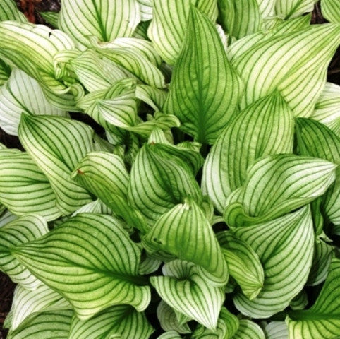 'Zebra Stripes' Hosta Courtesy of Q&Z Nursery