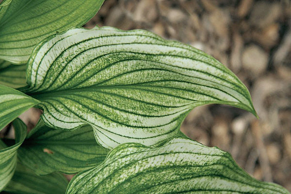 'Zebra Stripes' Hosta Courtesy of Q&Z Nursery